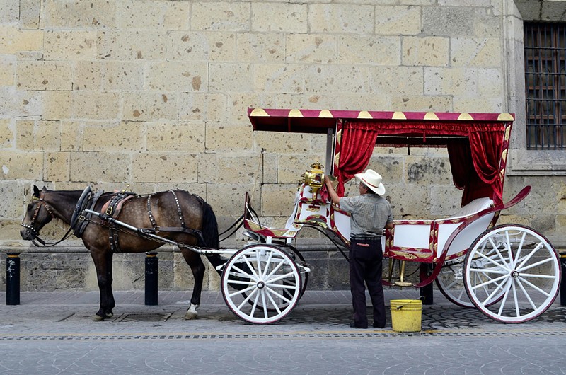 An online petition to prevent a ban on horse carriages in Dallas has accrued nearly 1,000 signatures.