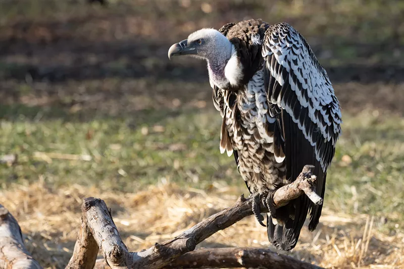 Image: vulture