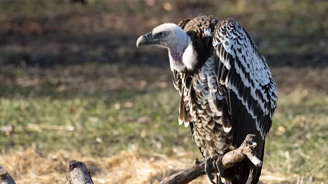 vulture