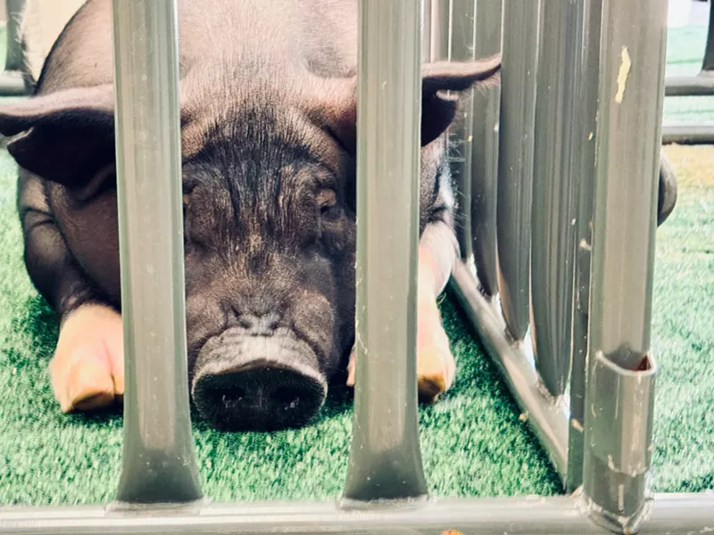 Image: This champion barrow, who just sold for $32,000, gets a much-deserved nap.