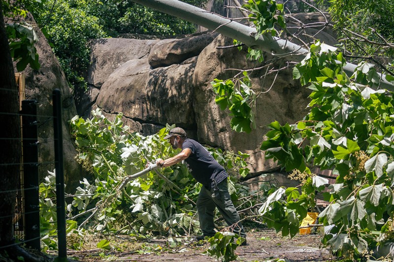The animals at the Dallas Zoo are safe. We can't say the same about their trees.