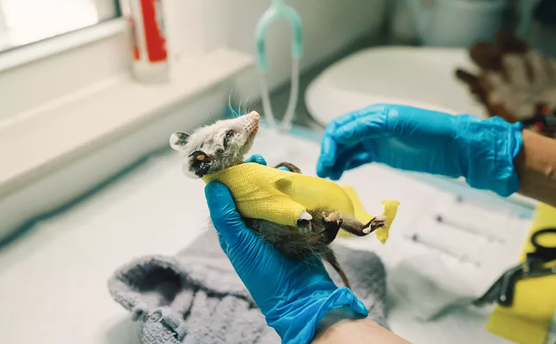 Image: 'A Matter of Time': Orphaned Animals in Plano Are Looking for a New Home