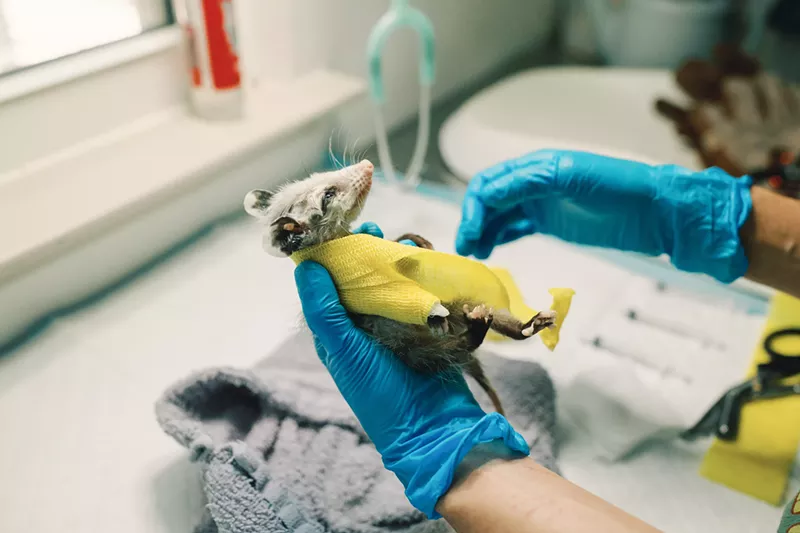 Image: The North Texas Wildlife Center treats thousands of orphaned and injured animals each year.