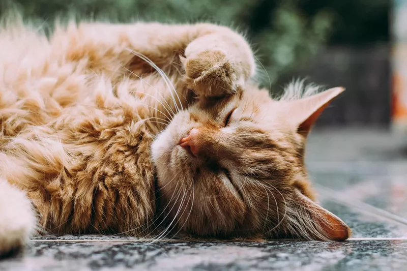 Image: kitt caty
