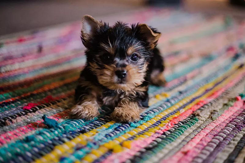 Image: Animal advocates say puppies will be protected by a proposed ordinance.