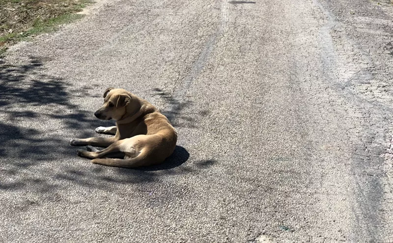 Image: Dallas Could Pass Additional Regulations To Combat Aggressive Dogs