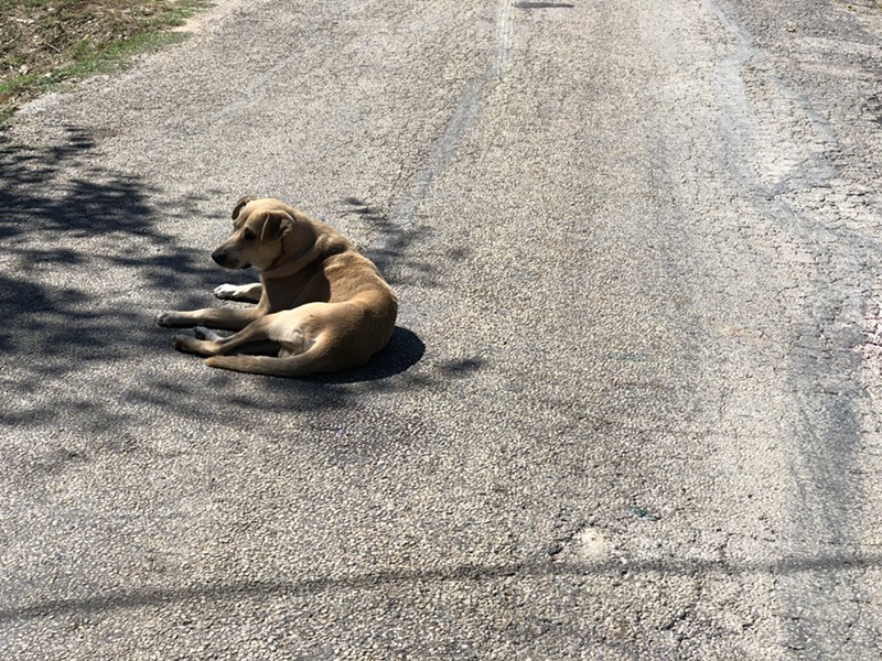 People have died after dangerous dog attacks in the city of Dallas.