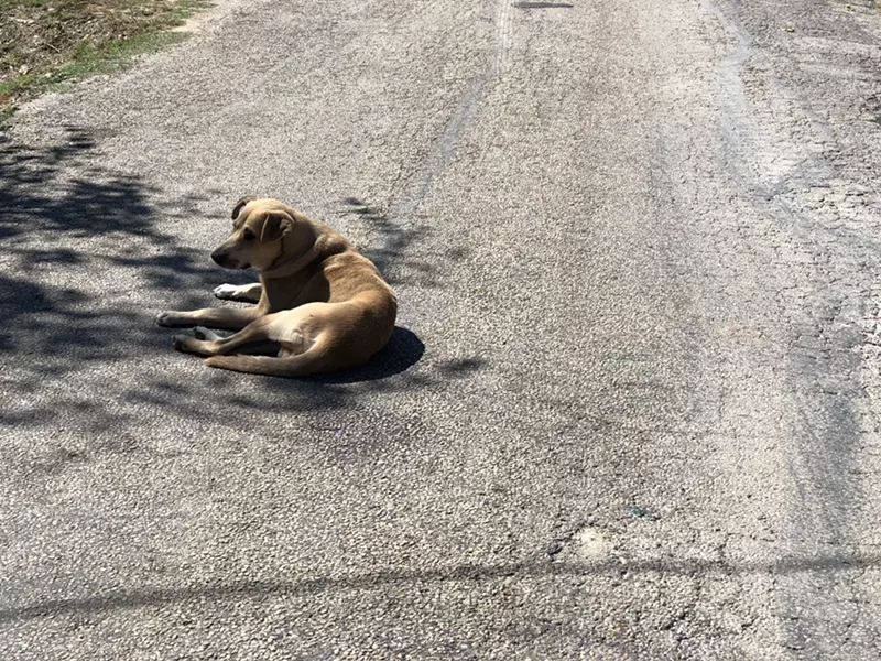 Image: People have died after dangerous dog attacks in the city of Dallas.