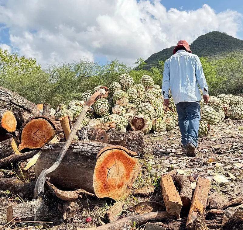 Image: Mezcal starts with agave and can be made in only nine Mexican states.