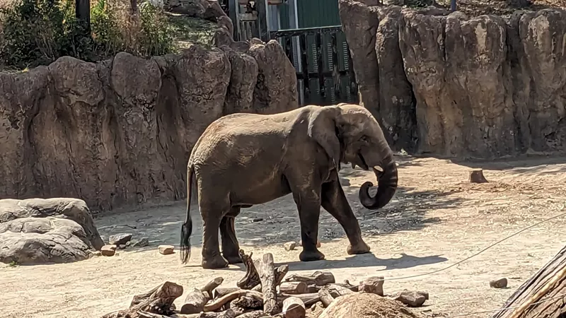 Image: An animal advocacy group has blasted Dallas Zoo over its care of elephants.
