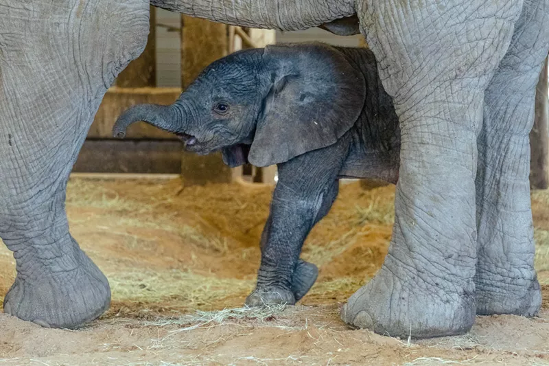 Image: Dallas Zoo is excited to greet its latest inhabitant: a just-born baby elephant.