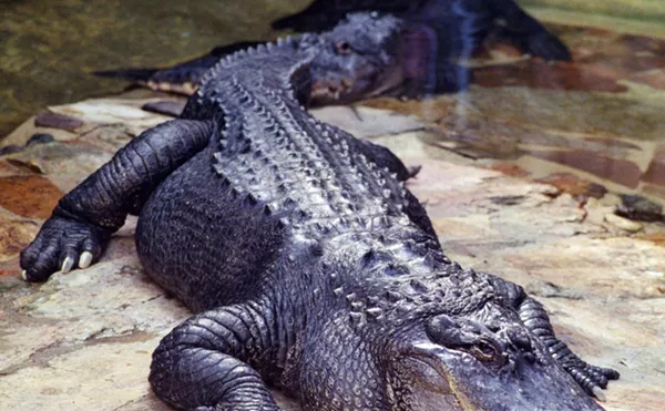 Image: Gators, Snakes And Bobcats, Oh My! Scary Texas Wildlife Is Everywhere Right Now