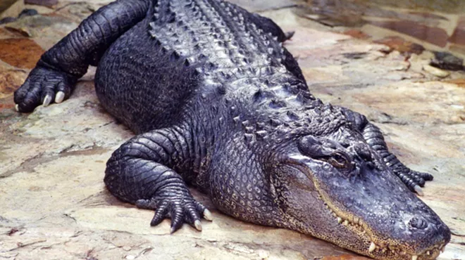 alligator