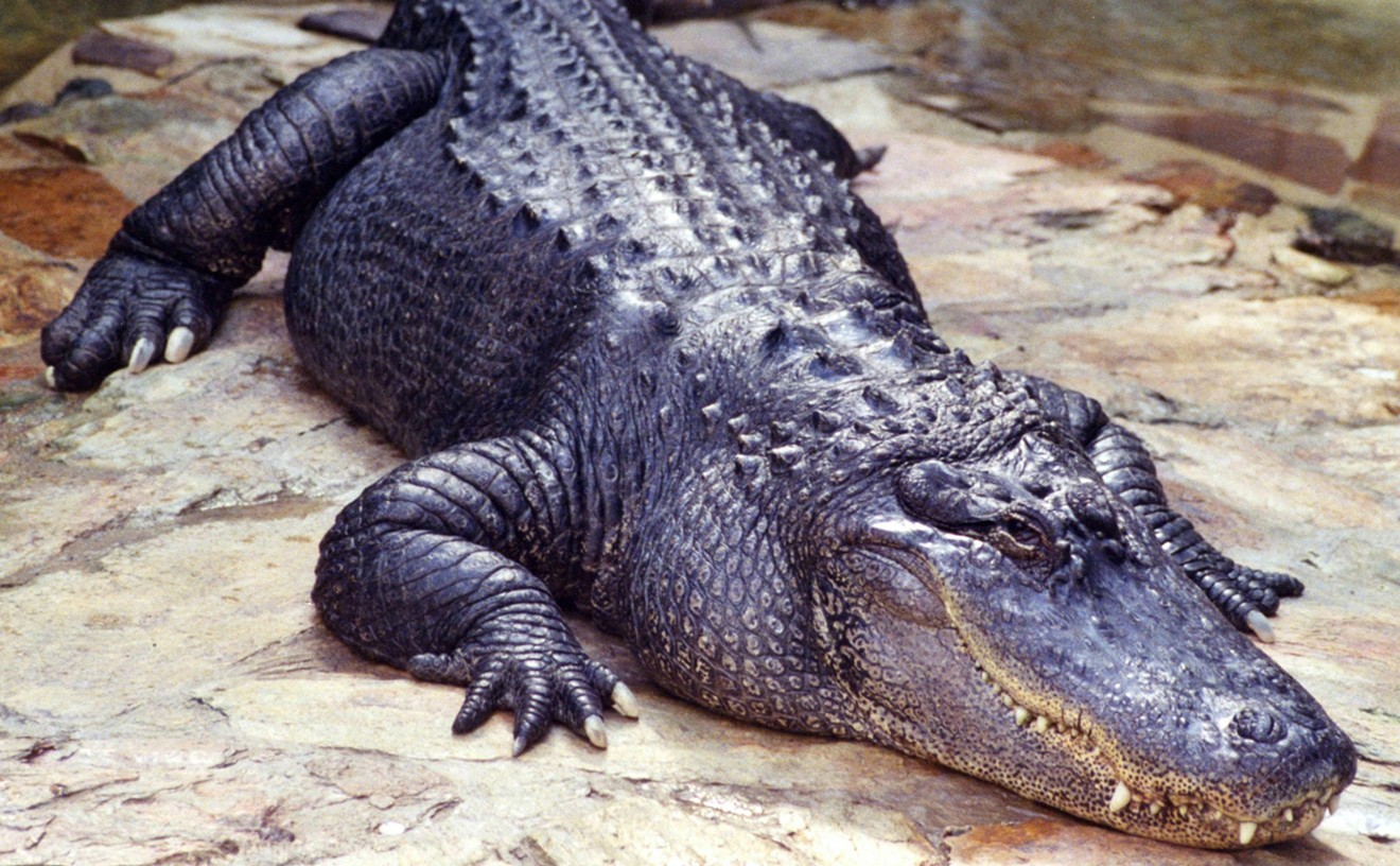 Greg Abbott Warns Migrants About Alligators: 'Cross at Your Own Risk'