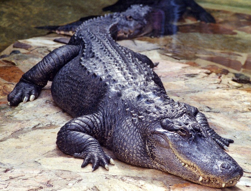 Alligators have been sighted in the Rio Grande near Eagle Pass.