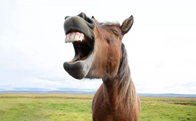 Image: Ask Your Texas Pharmacist What Horse Dewormer Can Do For You!