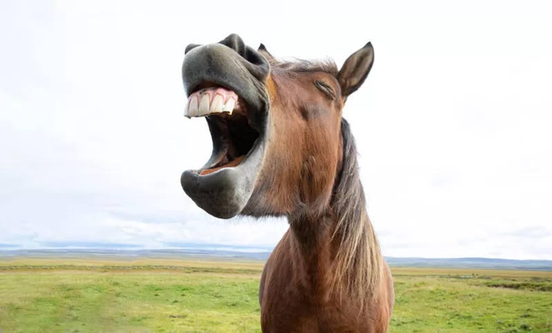 Image: Laughing horse