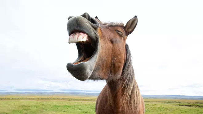 Laughing horse