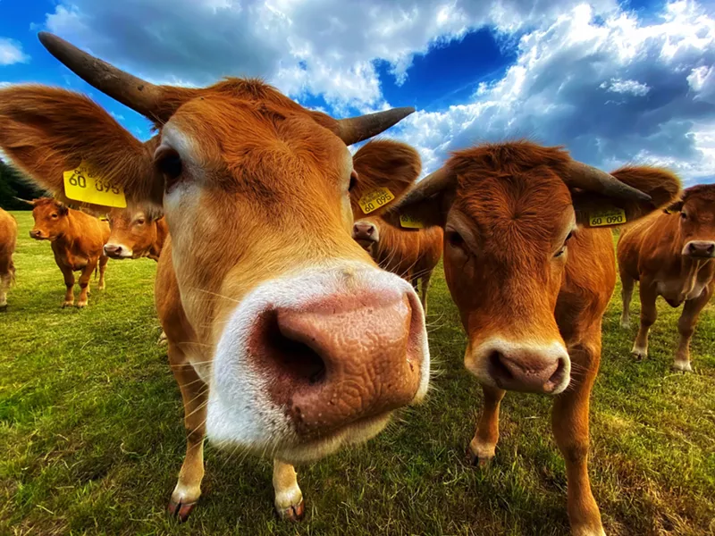 Image: Y'all. Do not take livestock medicine.