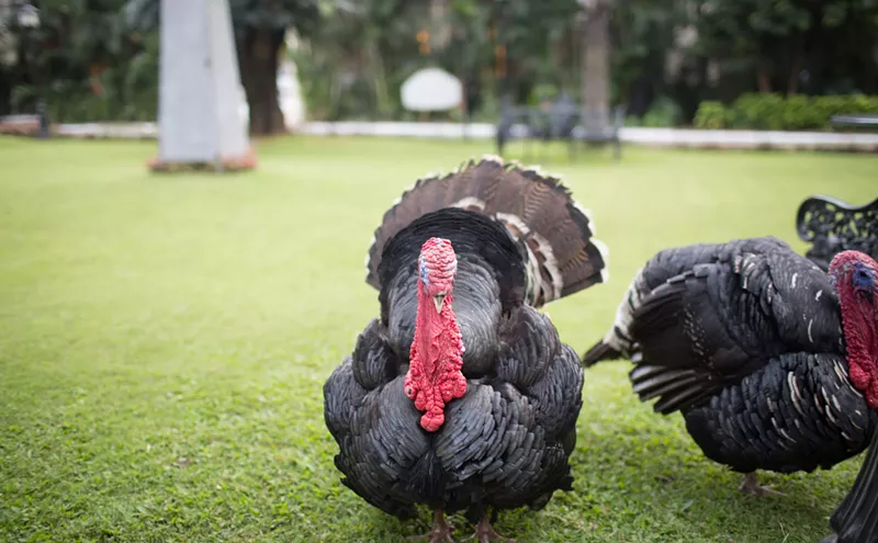 Image: Is Bird The Word? A Turkey Shortage Might Affect Your Holiday Menu