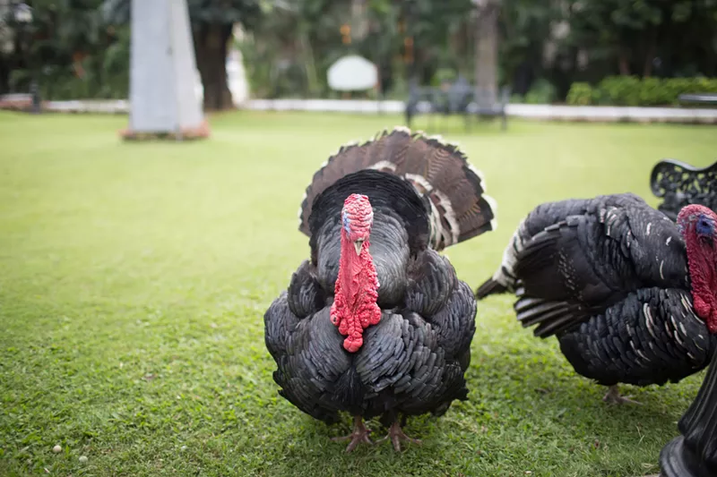 Image: Look for the price of poultry to be more than paltry this Thanksgiving.