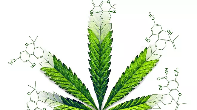 Marijuana leaf