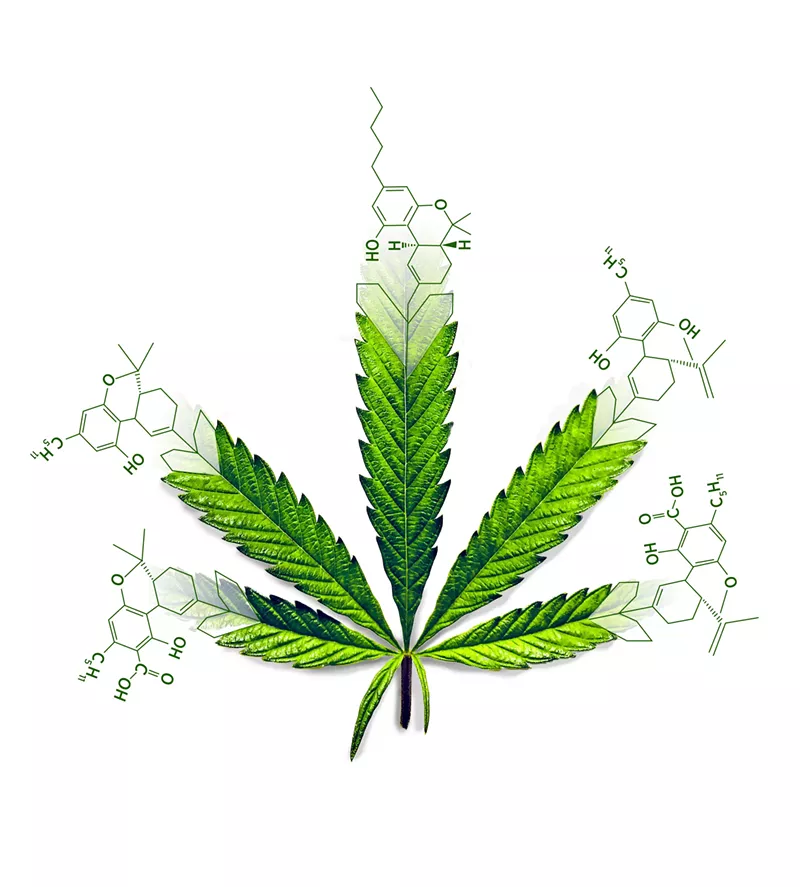 Image: Synthesized cannabis is legal in Texas, but some say it may not be as healthy as natural cannabis.