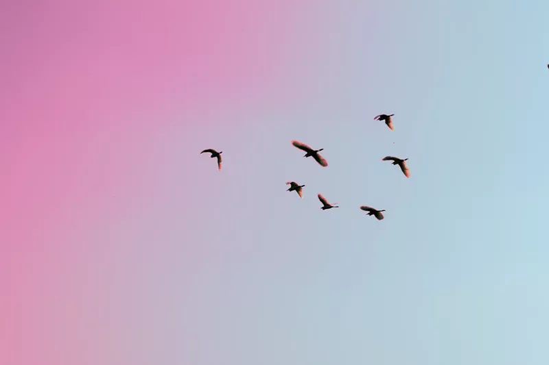 Image: Lights Out Texas hopes to protect migratory birds.