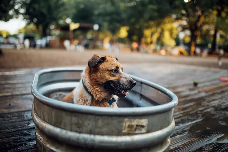 Image: If your favorite date is your doggo, consider Mutt's this Friday for cheap beer and some cooling pools.
