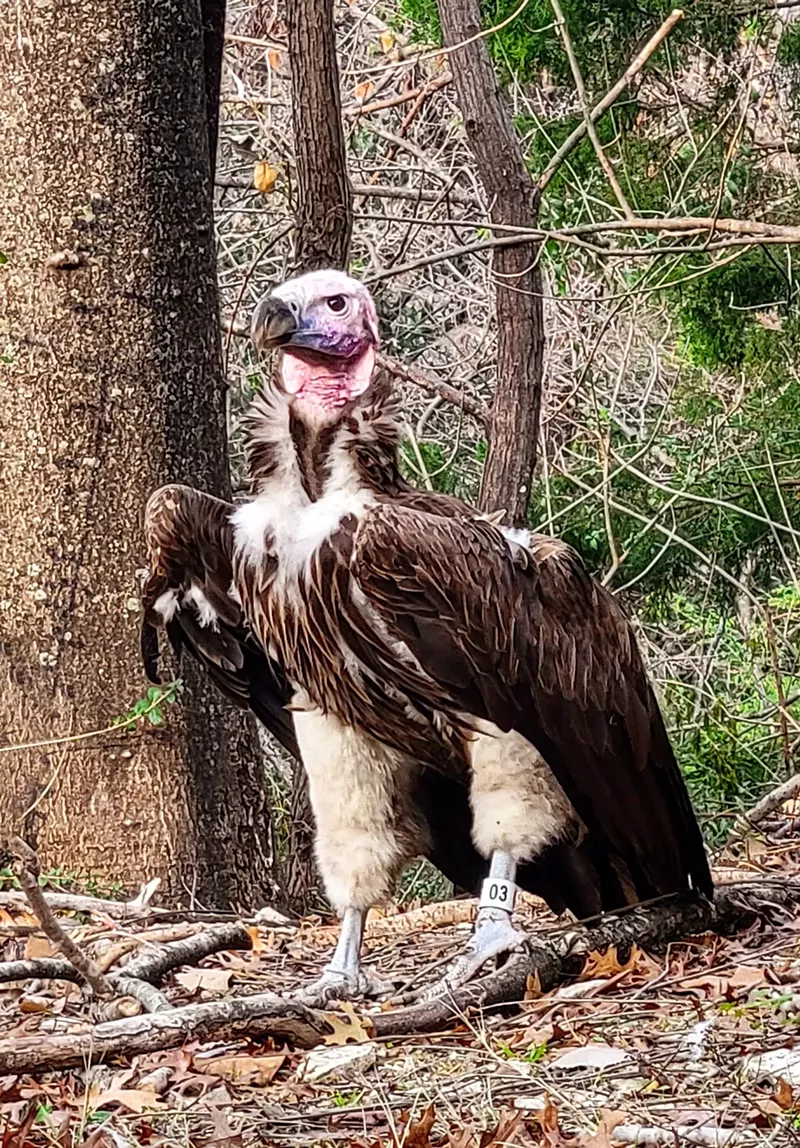 Image: A 35-year-old lappet-faced vulture named Pin was found dead in his enclosure on Saturday morning.
