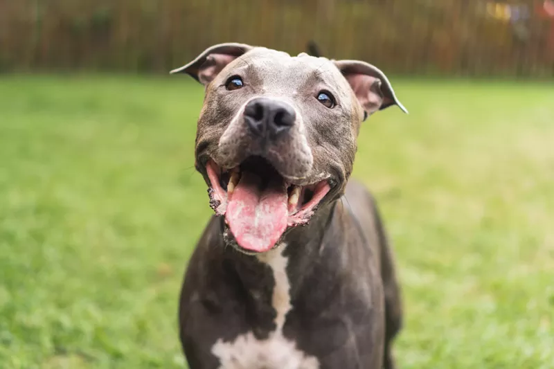 Image: Dallas Animal Services ranks fourth in the nation for adoptions.
