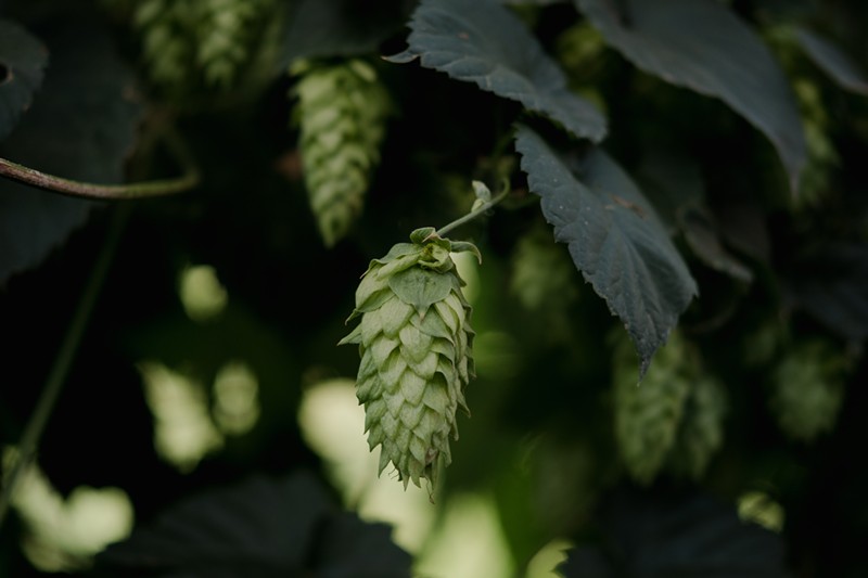 Hop vine-to-brewery is the next farm-to-table. At least, we hope so.