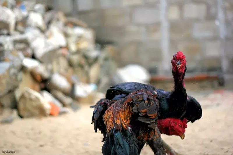 Image: Cockfighting is a felony in Texas punishable by up to two years in state jail and/or up to a $10,000 fine, according to the Society for the Prevention of Cruelty to Animals of Texas.