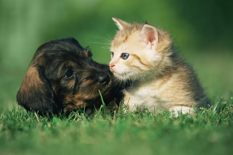 Image: Proponents of banning puppy sales at pet stores in Texas say it will combat puppy mill sourcing.