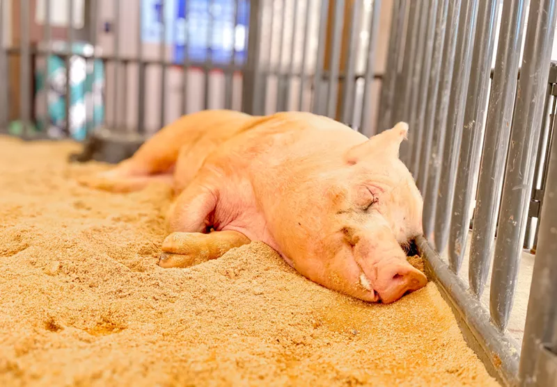 Image: Boris is a 1,000-pound Yorkshire boar. Herrrrrrrrrre piggy piggy piggy.
