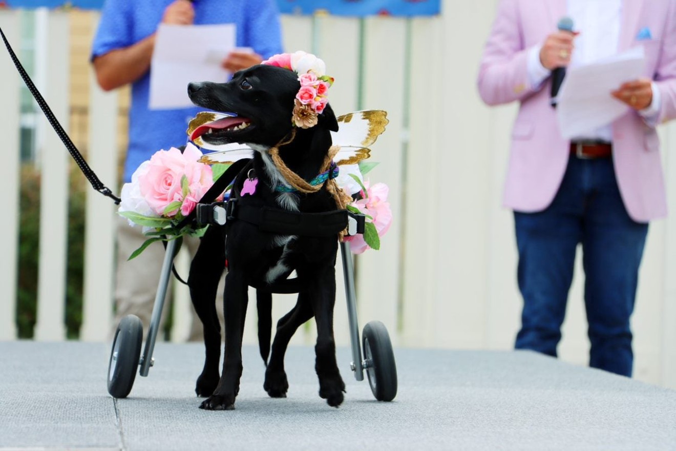 Don't call it a catwalk. It's the 2nd Annual Dog Days Fashion Show and Adoption Event