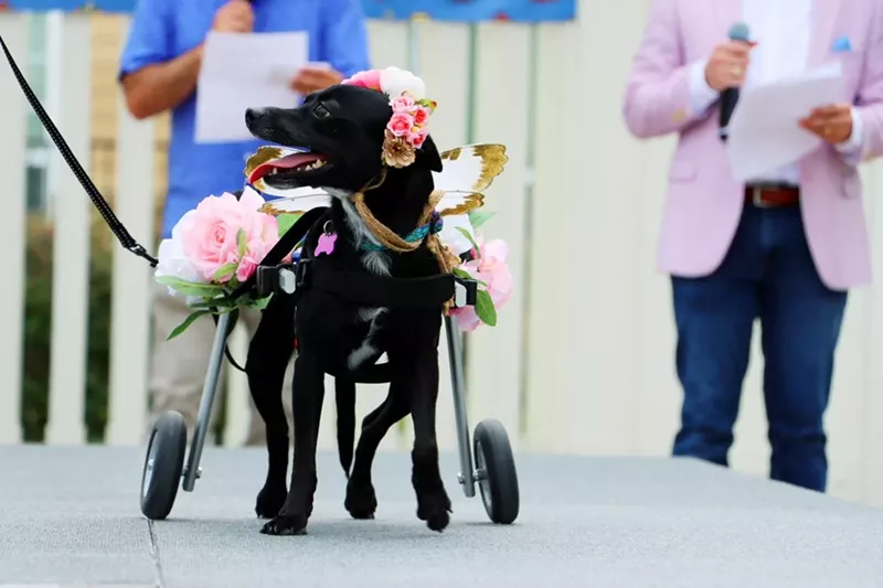 Image: Don't call it a catwalk. It's the 2nd Annual Dog Days Fashion Show and Adoption Event