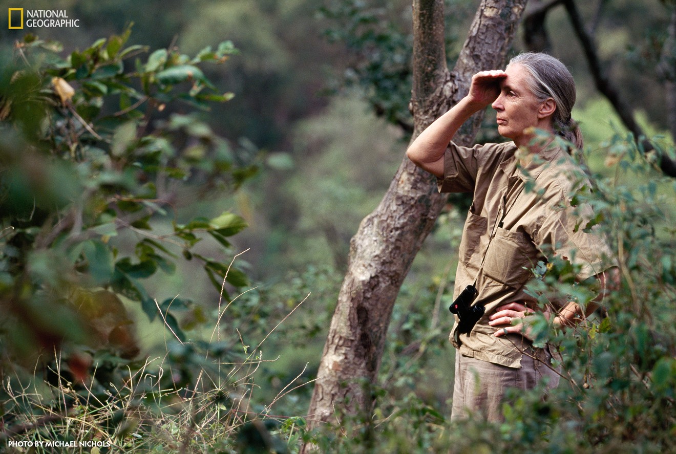 Jane Goodall watches the Gombe chimpanzees at Gombe National Park, Tanzania. Learn more about her groundbreaking behavioral research at Becoming Jane: The Evolution of Dr. Jane Goodall, organized by National Geographic and the Jane Goodall Institute.
