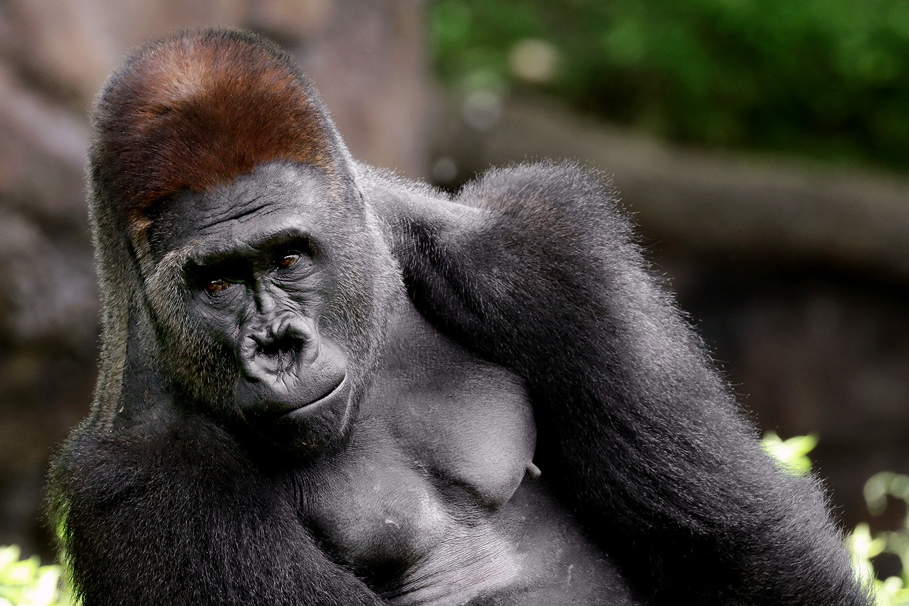 Silverback gorilla Zola is breaking the internet with his sick moves.