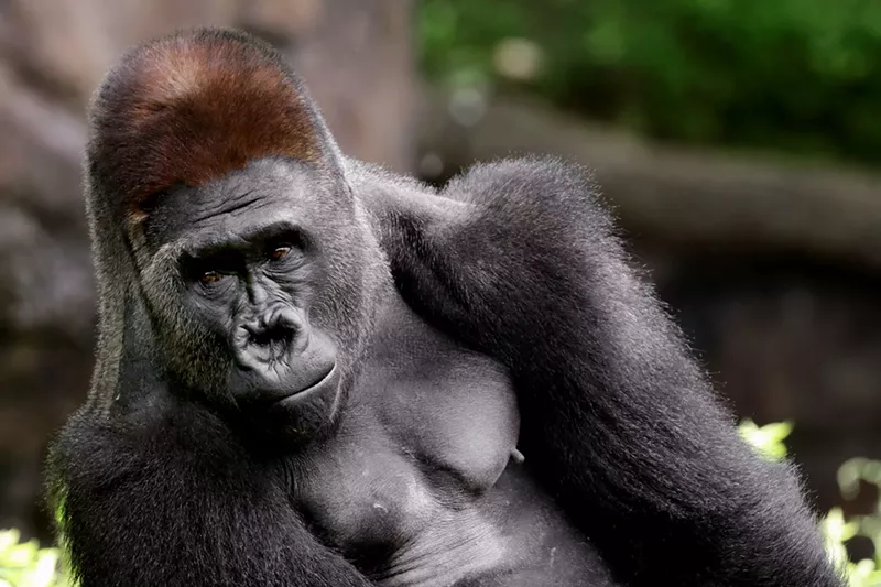 Image: Silverback gorilla Zola is breaking the internet with his sick moves.