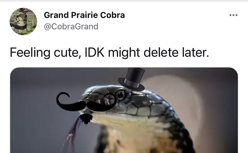 Image: The Cobra That Escaped in Grand Prairie Is Taking Twitter by Storm
