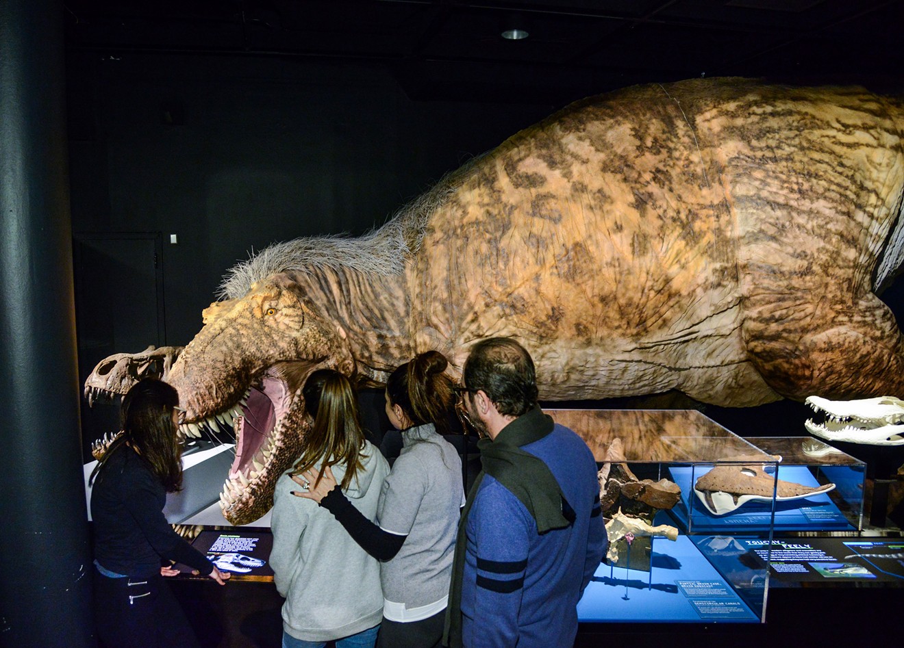 A new exhibition at the Perot, T-rex: The Ultimate Predator, really digs into the past.