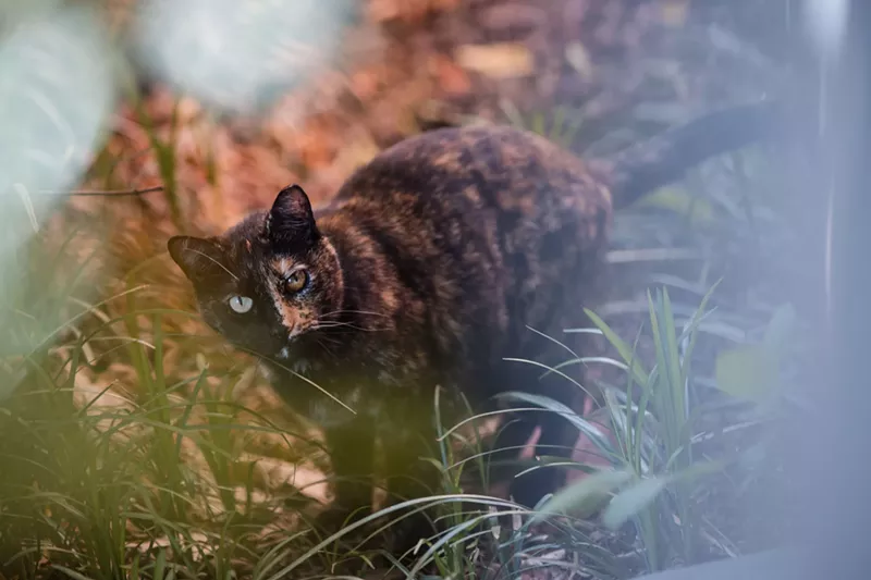 Image: A large population of free-roaming felines in Bishop Arts District are creating a social conundrum.