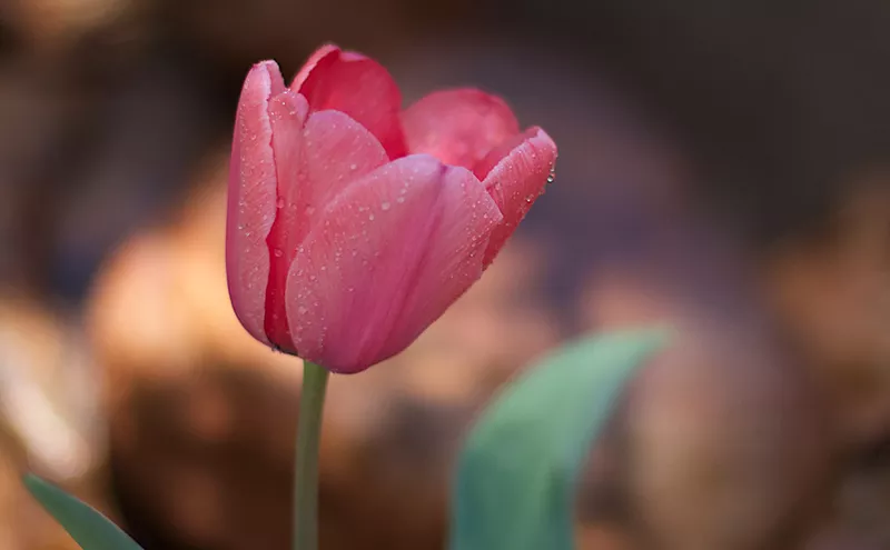 Image: Tulipalooza Is Canceled Because of Weather Damage, Affecting Local Nonprofits