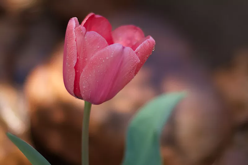 Image: A pink tulip.