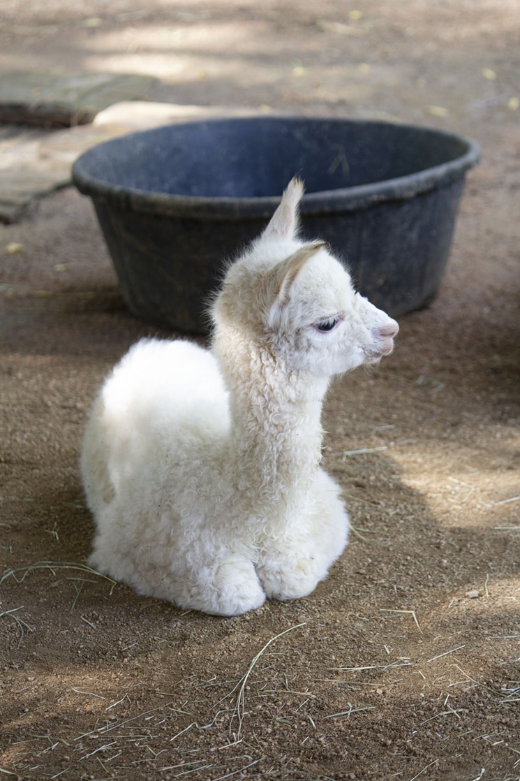 Cheer up and go see this adorable baby alpaca at the Dallas Zoo this week. - COURTESY DALLAS ZOO AND CHILDREN'S AQUARIUM AT FAIR PARK