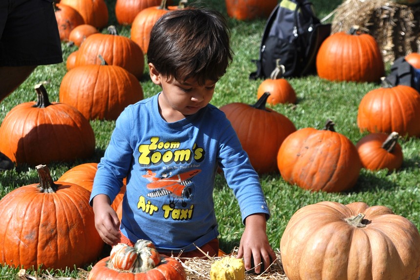 It's pumpkin patch season and Autumn at the Arboretum features over 90,000 pumpkins, gourds and squash. - STACEY MECCA
