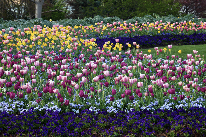Wander half a million spring blooms at the Dallas Arboretum through April 10 - COURTESY OF DALLAS ARBORETUM