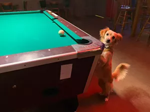 Hundreds of cities around the U.S. have banned pet stores from selling dogs and cats. - PATRICK STRICKLAND