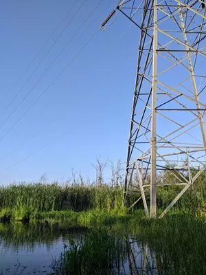 swamp water dallas